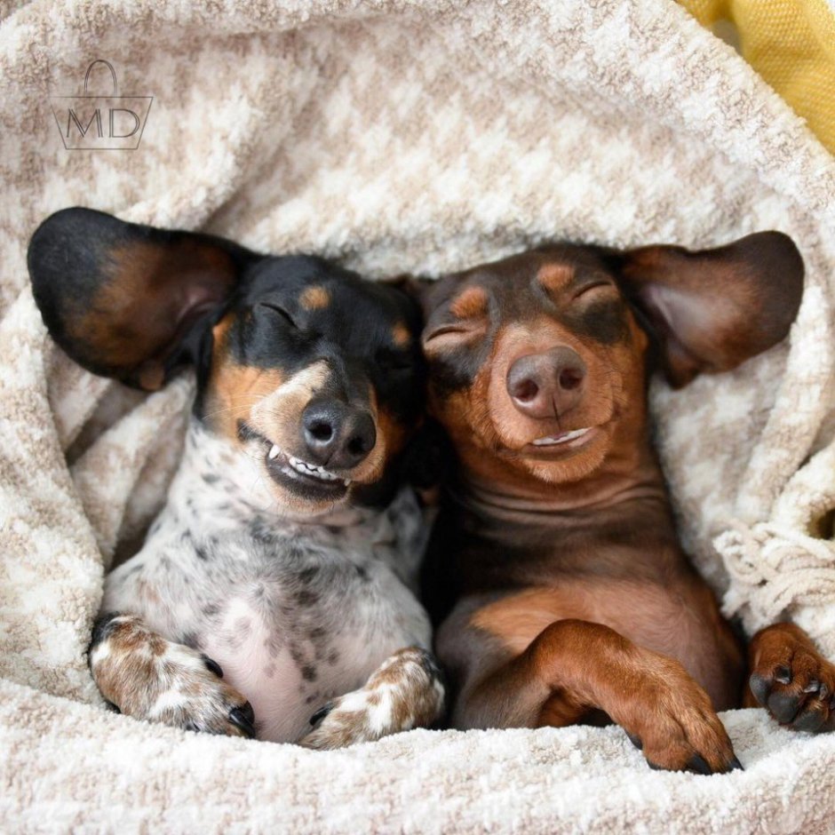 Смешная морда таксы