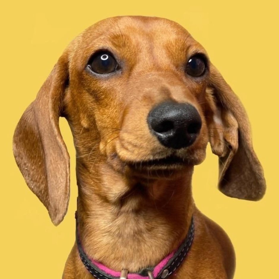 Такса и дог