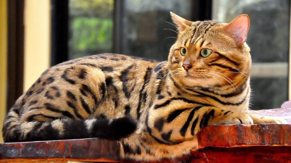 Бенгальский кот полосатый