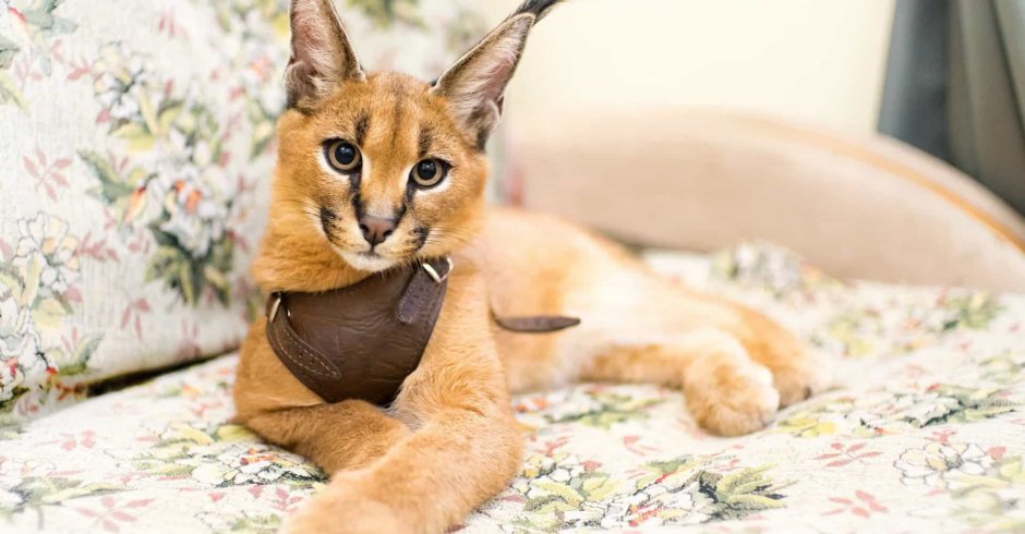 Каракет Абиссинская кошка