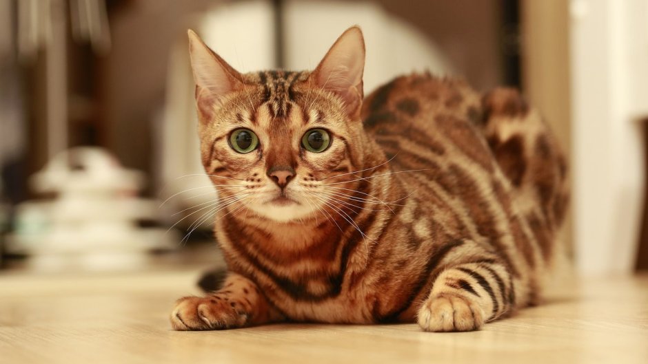 Бенгальская короткошерстная