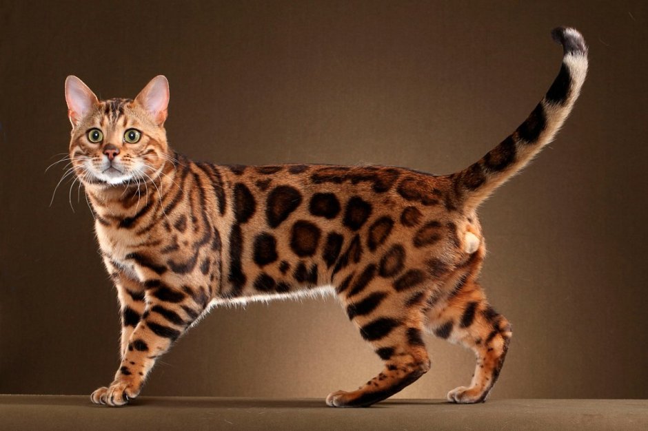Бенгальская короткошерстная кошка