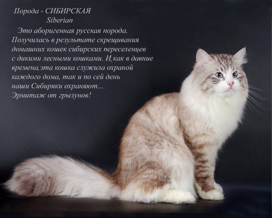 Описание кошки