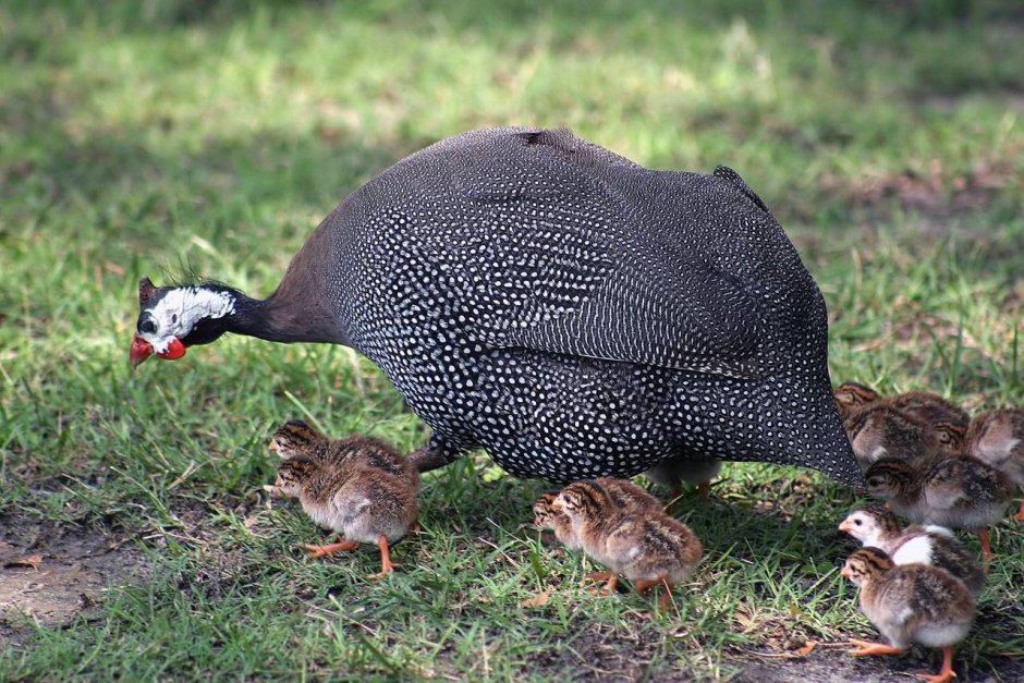 Half Guinea Fowl