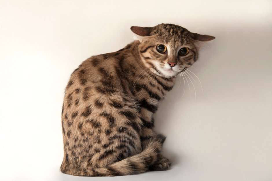 Бенгальская кошка