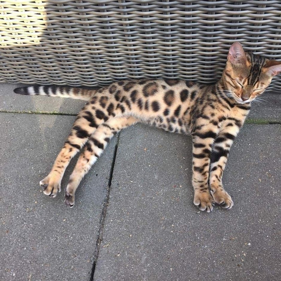 Калифорнийская сияющая кошка