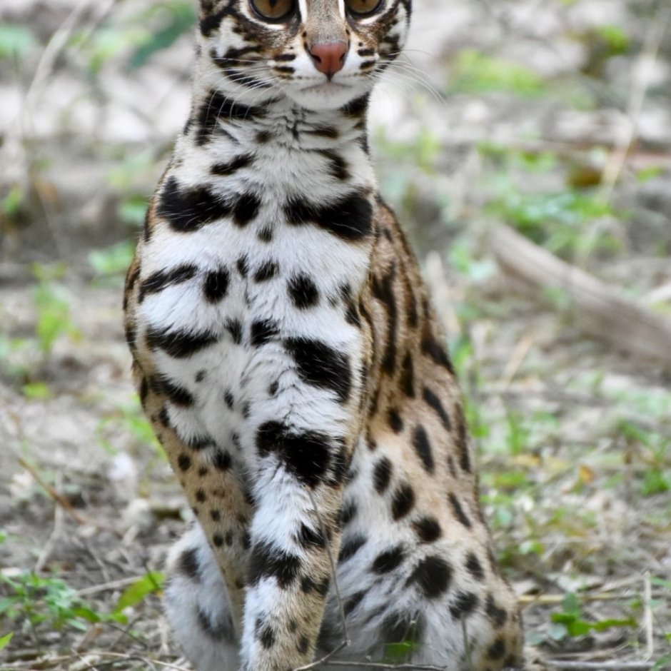 Онцилла тигровая кошка