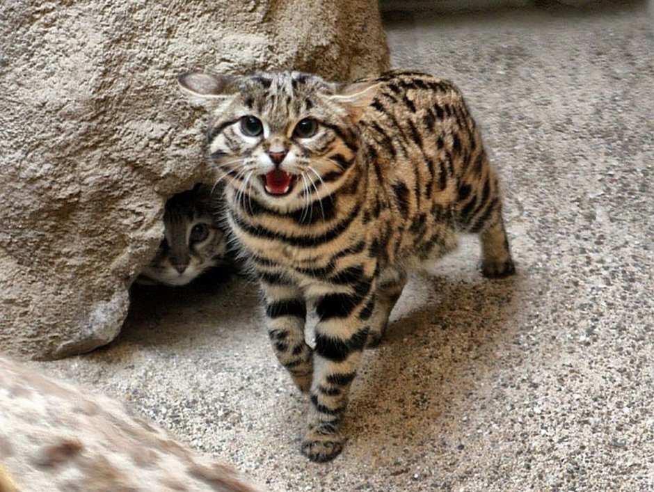 Коты бенгалы британцы