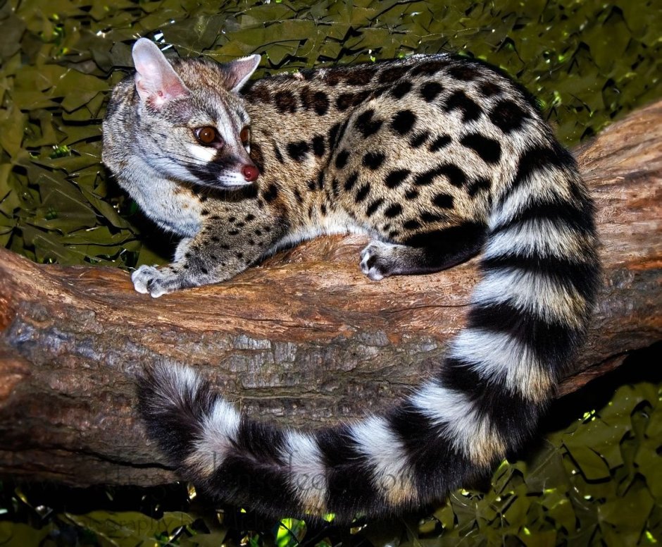 Бенгальский кот смешной
