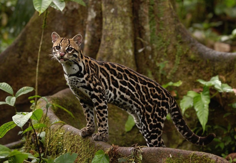 Prionailurus bengalensis
