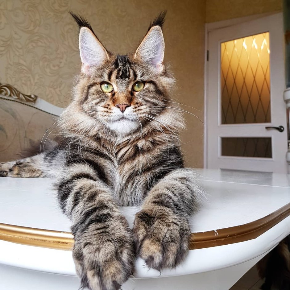Красивый кот