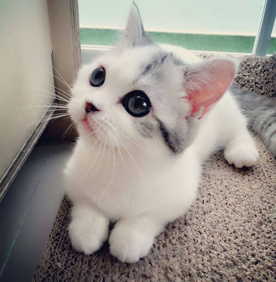 Сиамская кошка