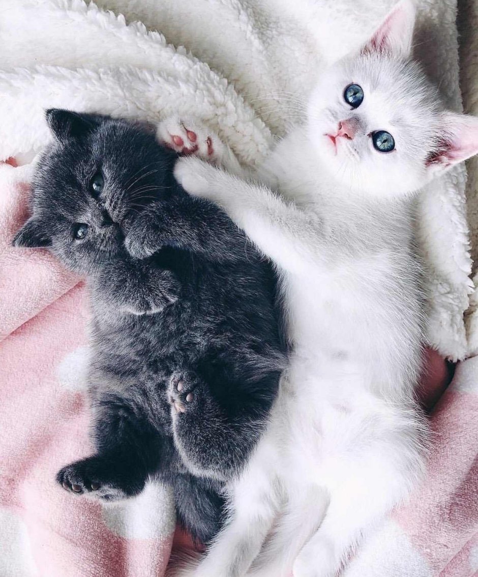 Котенок породы Коби