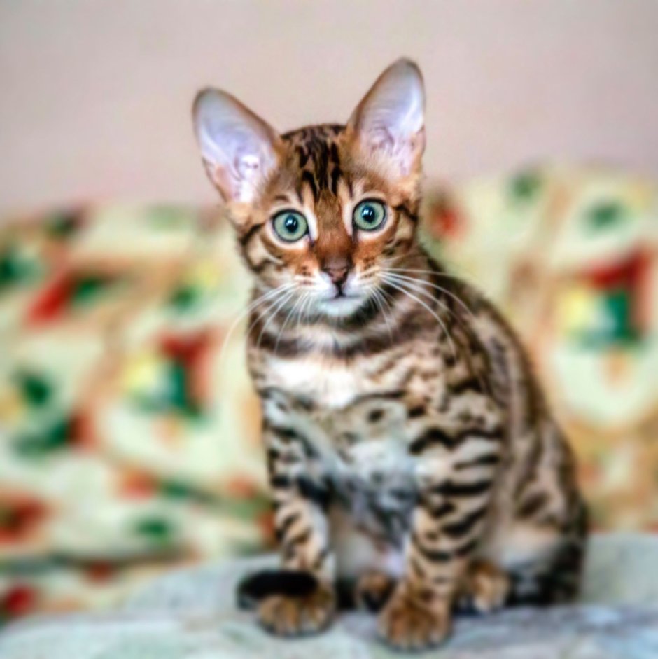 Милые котики