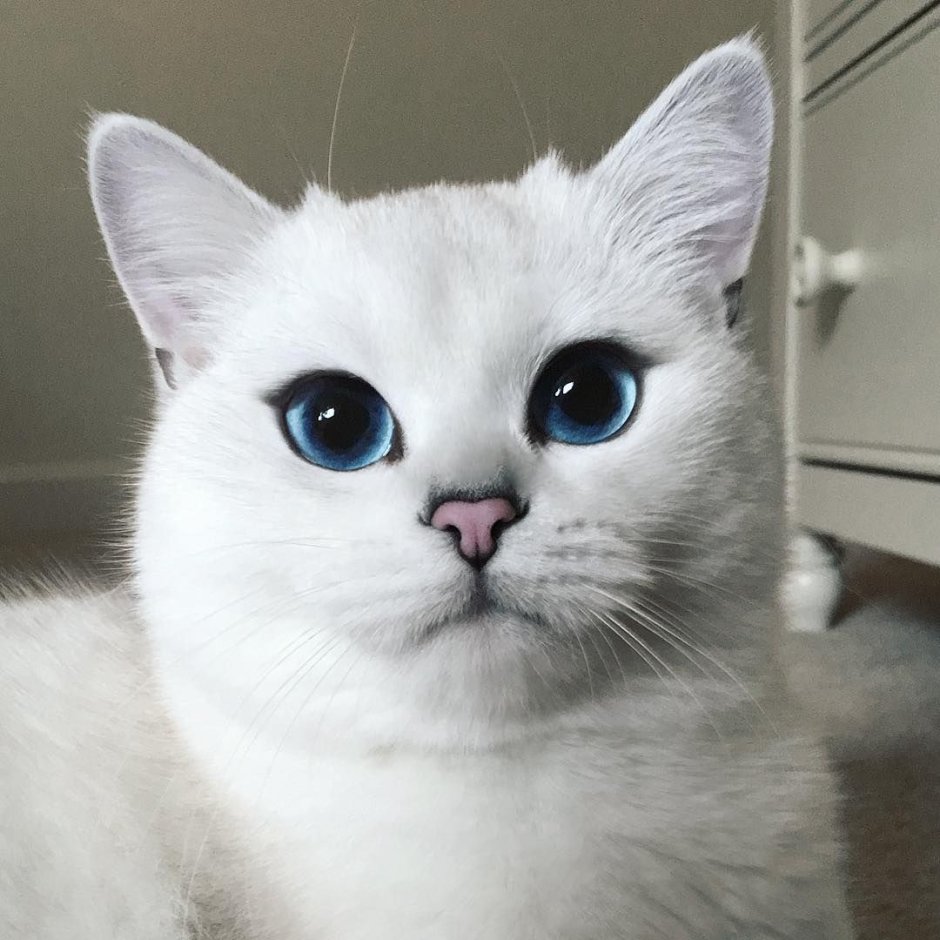 Оцелот кошка