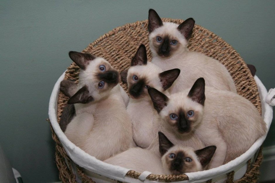 Каракет Абиссинская кошка
