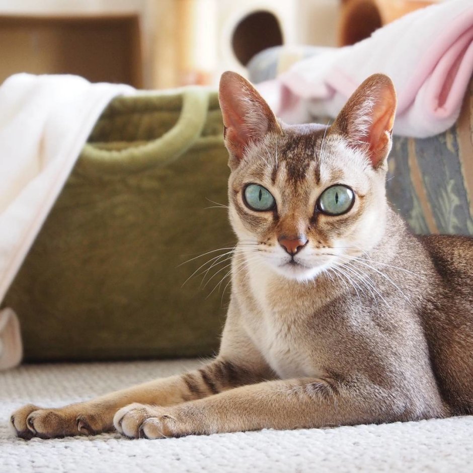 Скоттиш страйт Хосико