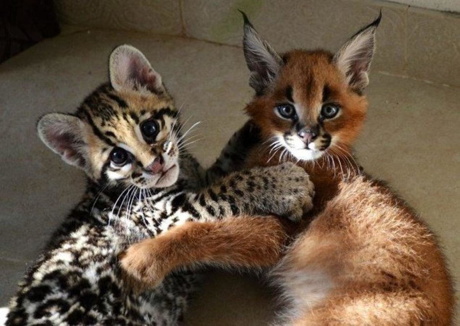 Кошка за 1000000