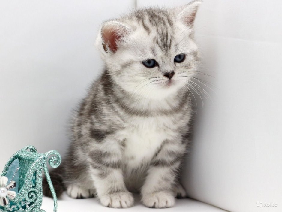 Шотландский страйт котенок