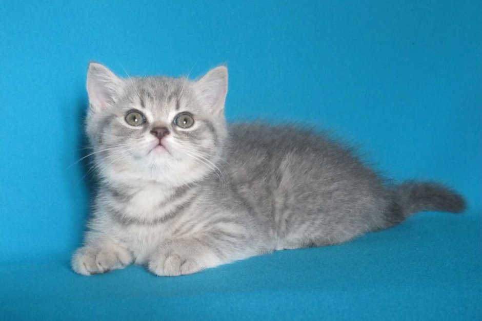 Британские котята скоттиш страйт