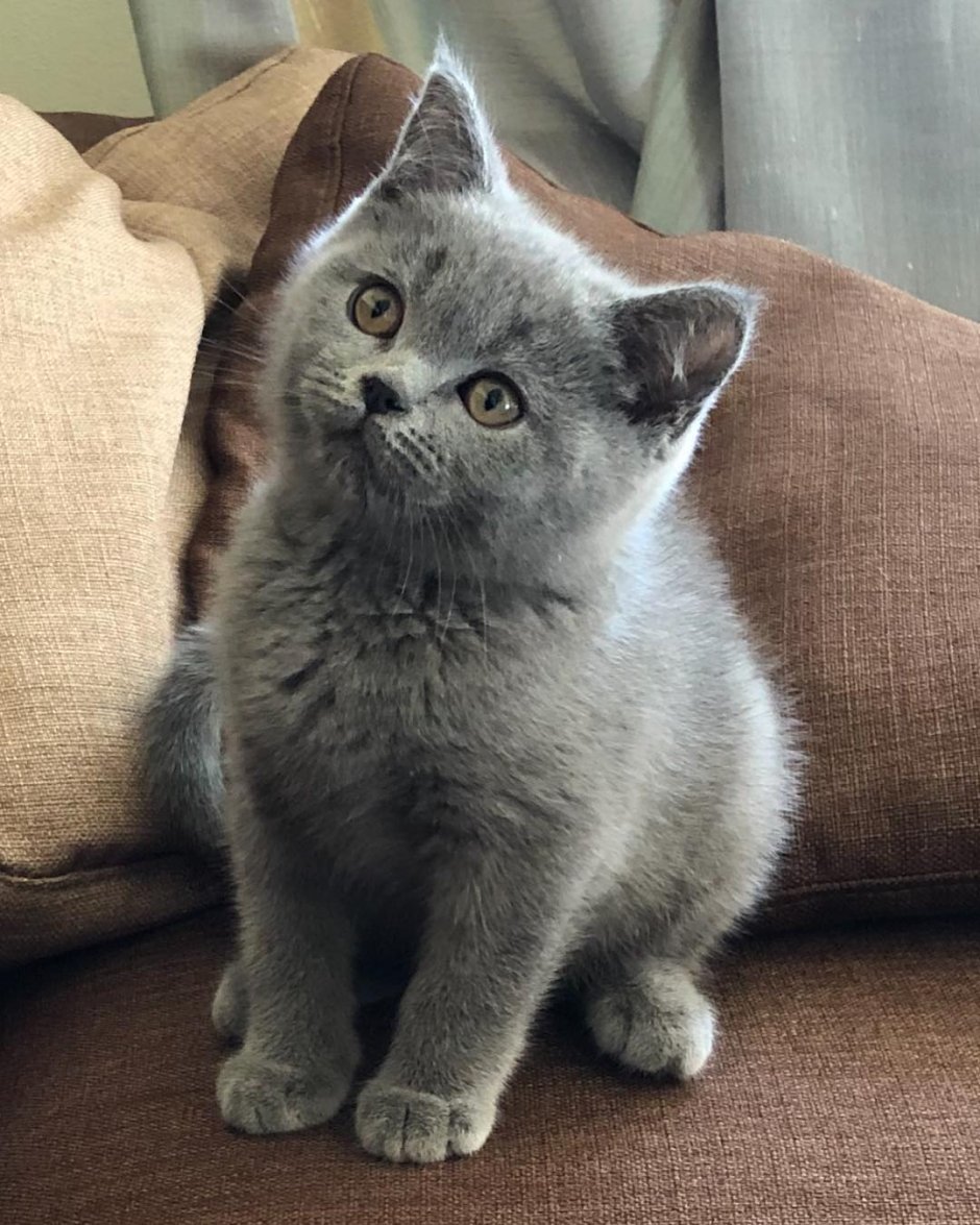Шотландская прямоухая котенок