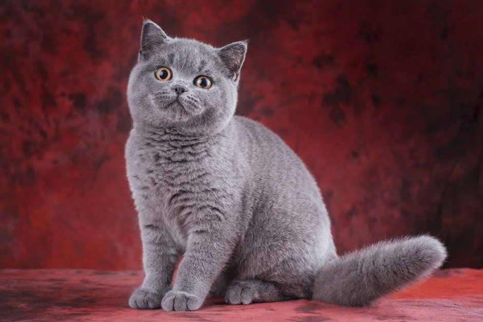 Витанская короткошёрстная кошка