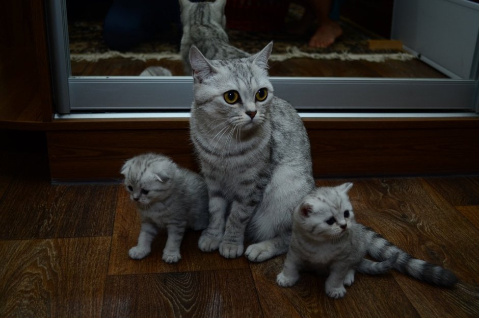 Шотландцы кошки вискас прямоухие
