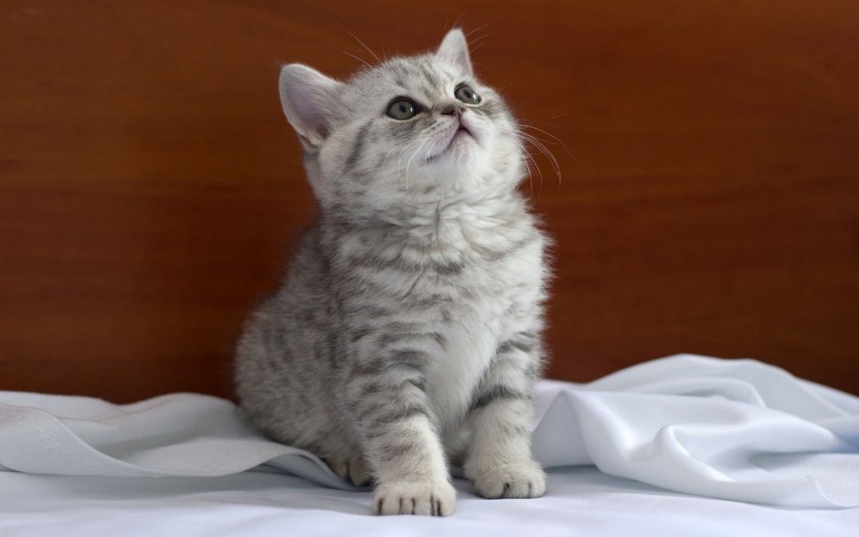 Скоттиш страйт серый котенок