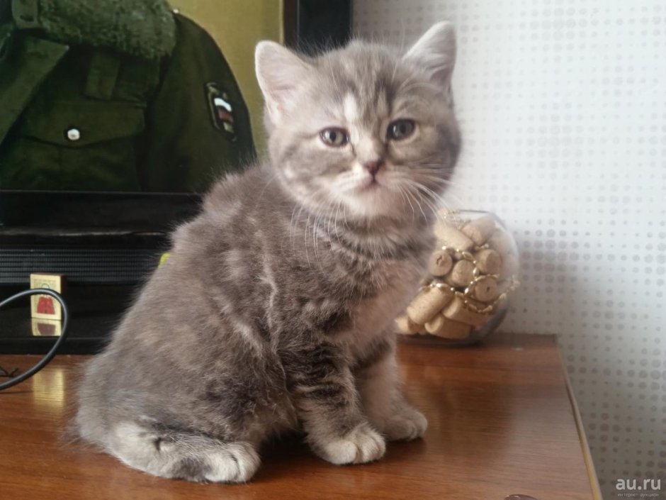 Шотландский кот характер прямоухие
