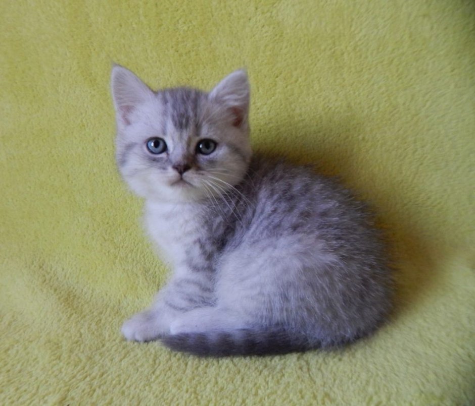 Шотландский страйт котенок