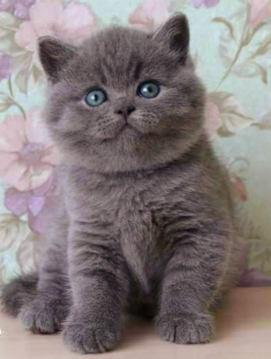 Шотландский плюшевый прямоухий кот