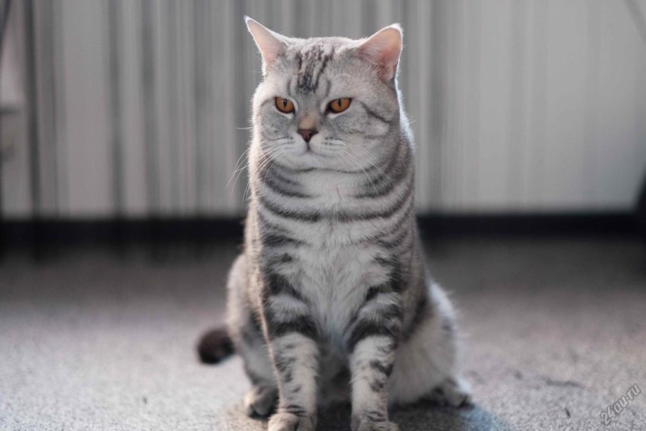 Скоттиш страйт кот