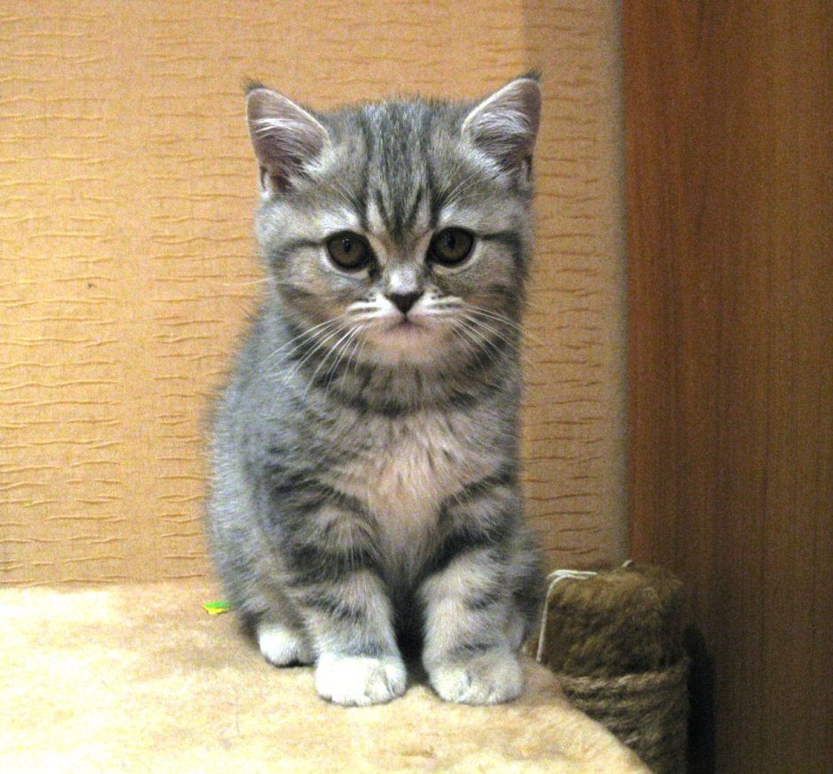 Шотландская прямоухая котенок