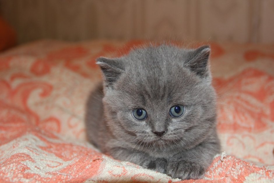 Британский прямоухий котенок