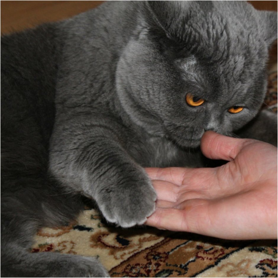 Шотландская скоттиш страйт родословная