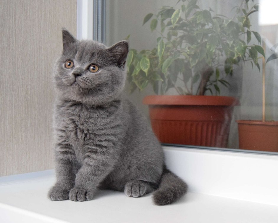 Шотландская кошка прямоухая котенок