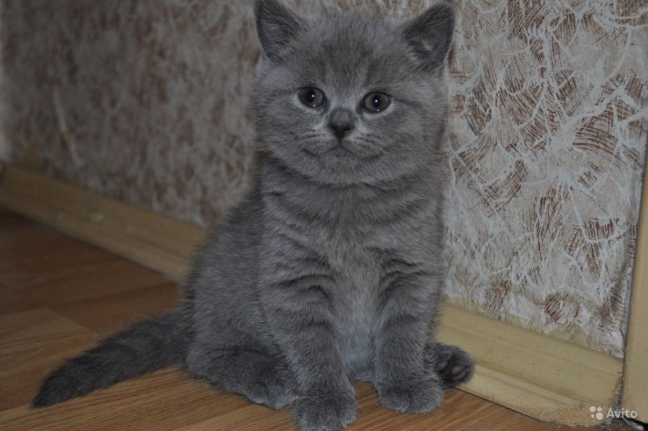 Шотландские котята прямоухие серые