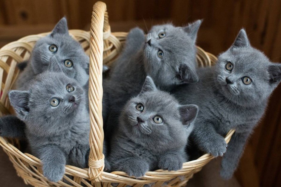 Британские котята серые
