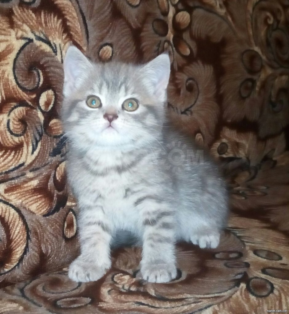 Шотландская прямоухая котенок