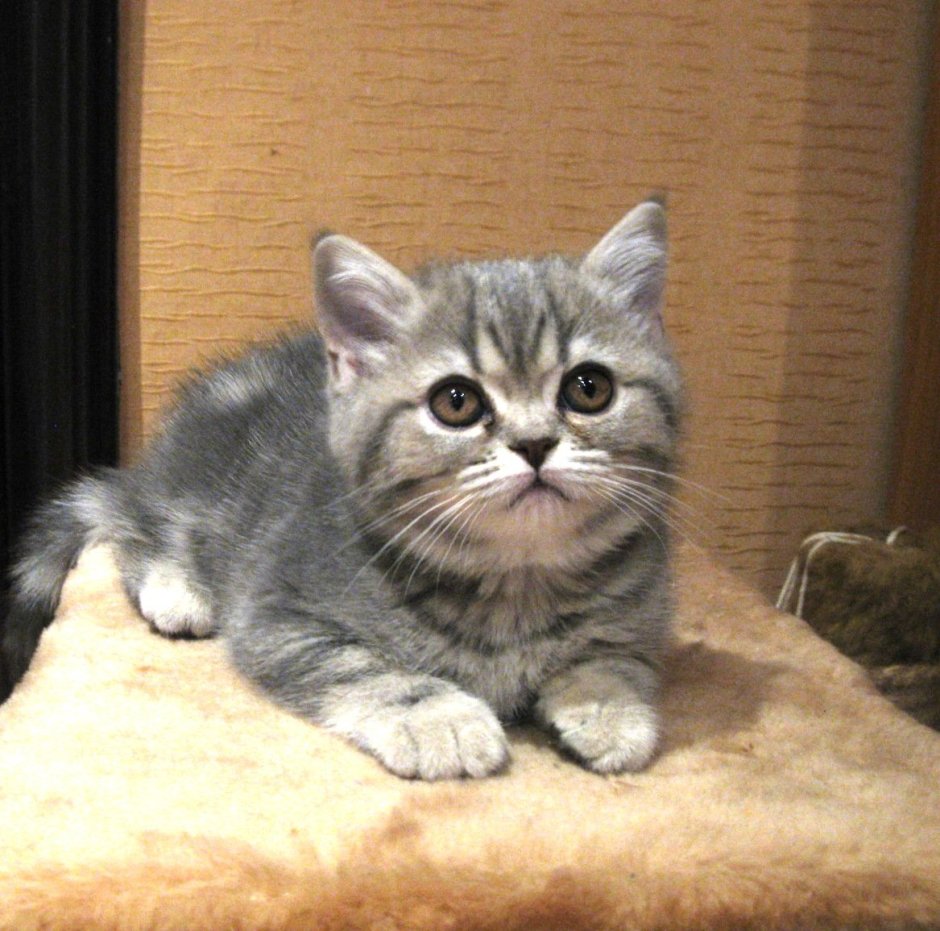 Шотландские котята скоттиш страйт
