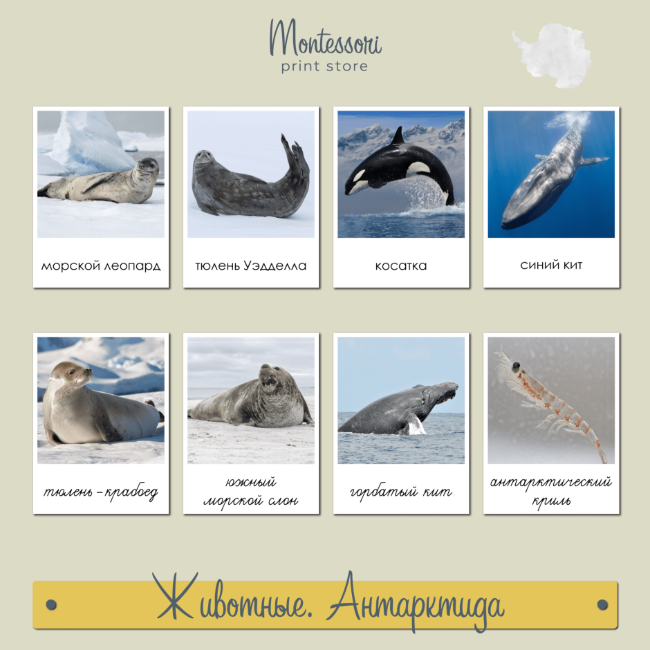 Королевский Пингвин в Антарктиде