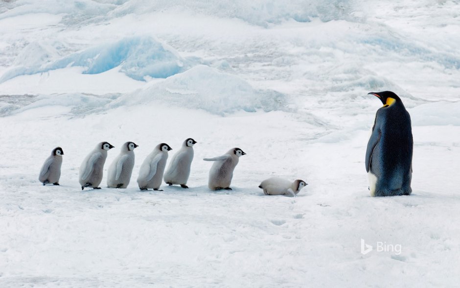 Penguins molt
