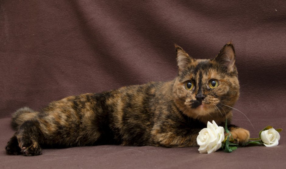 Tortoiseshell Cat порода