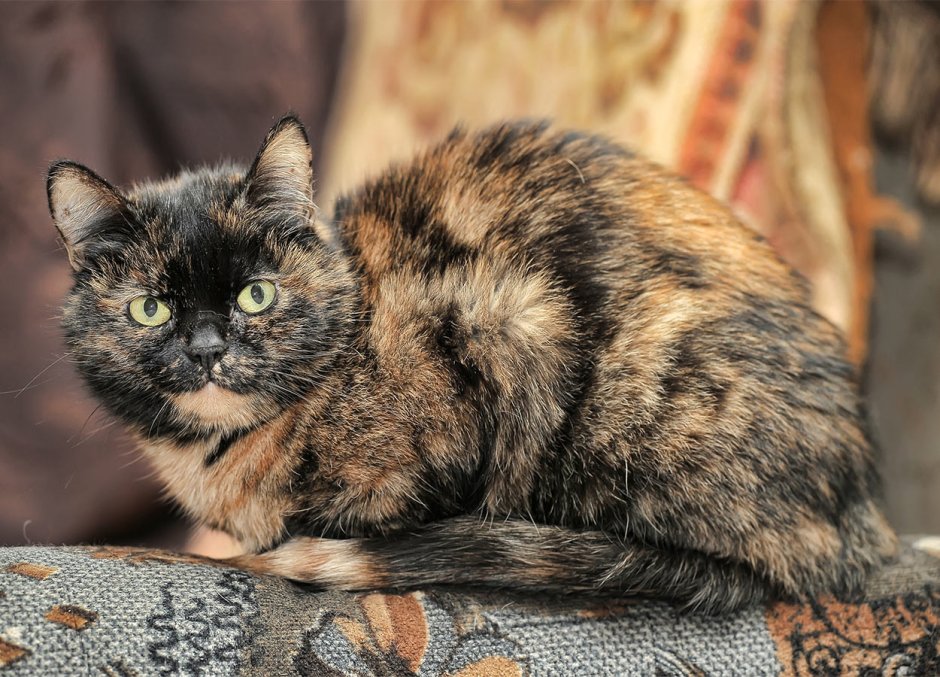 Кошка британская черепаховый окрас
