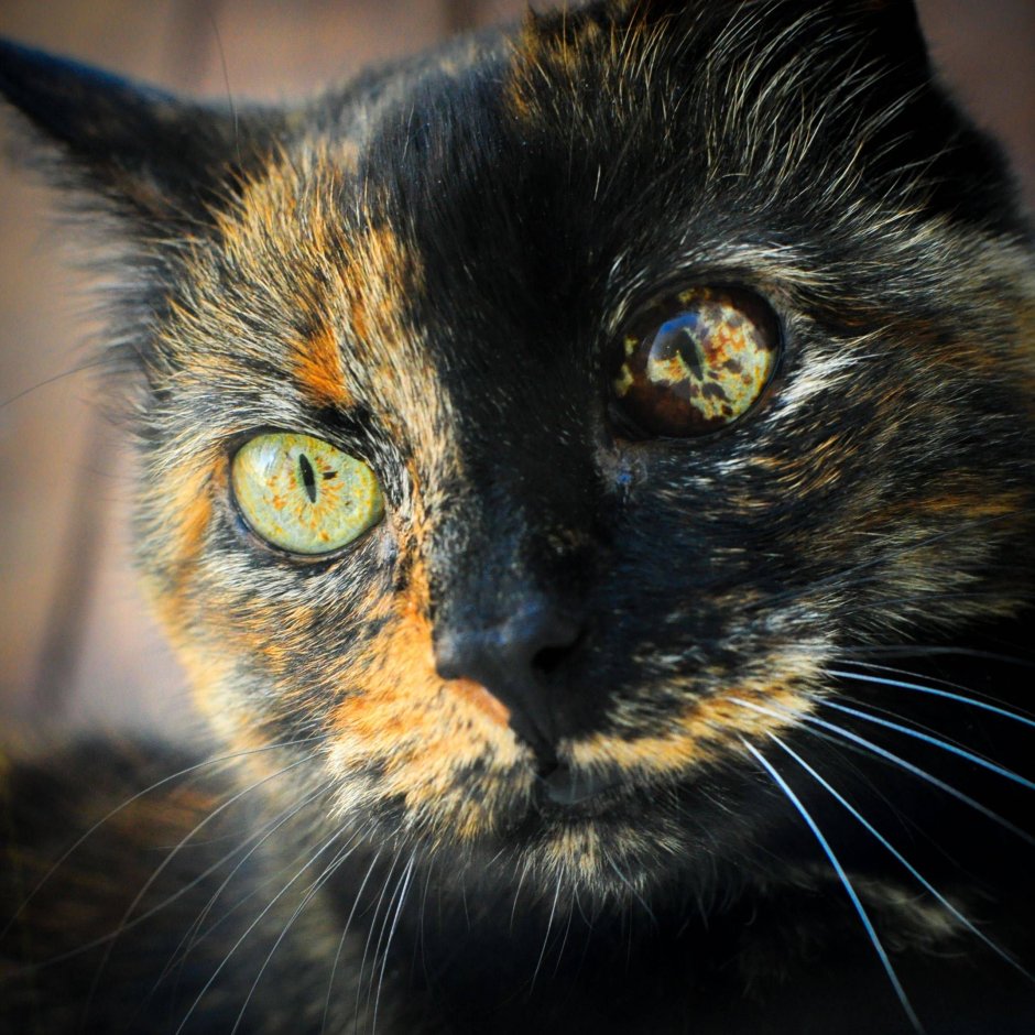 Кошка скоттиш страйт черепаховая