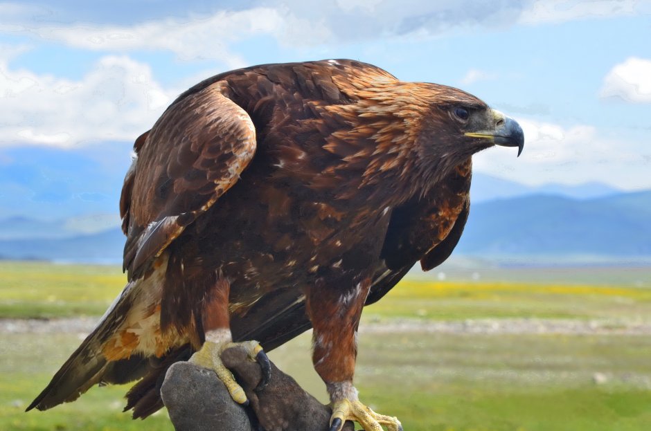 Беркут Aquila chrysaetos