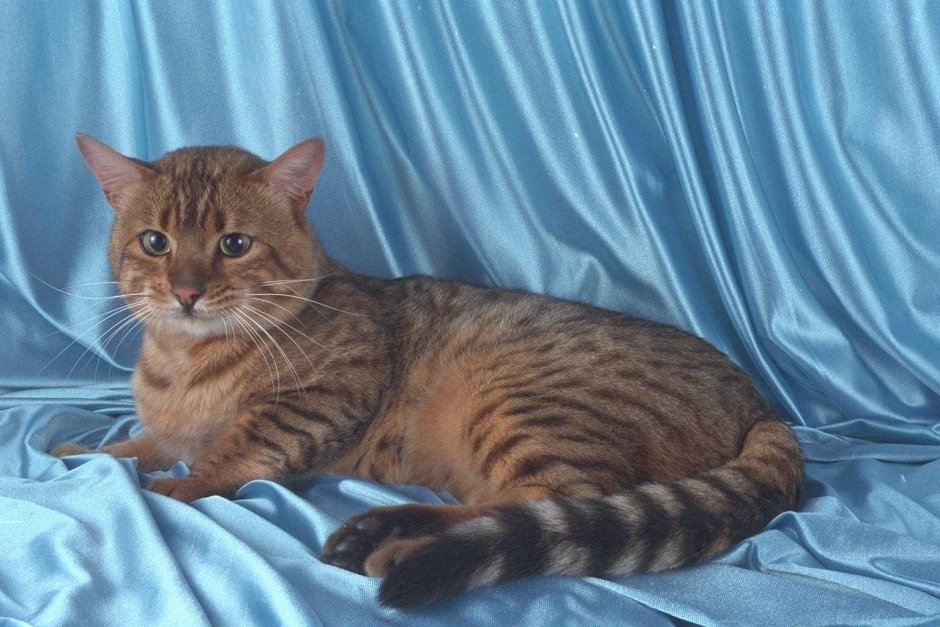 Голландский кот