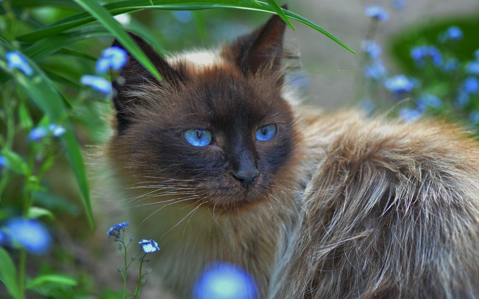 Голландская кошка