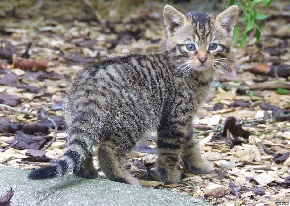 Голландская кошка