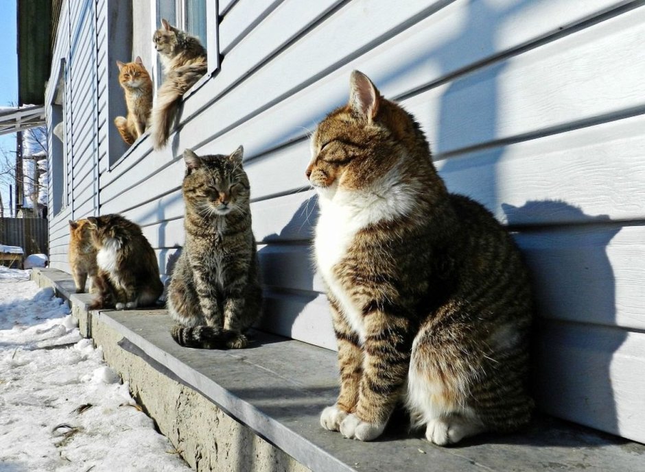 Много котят
